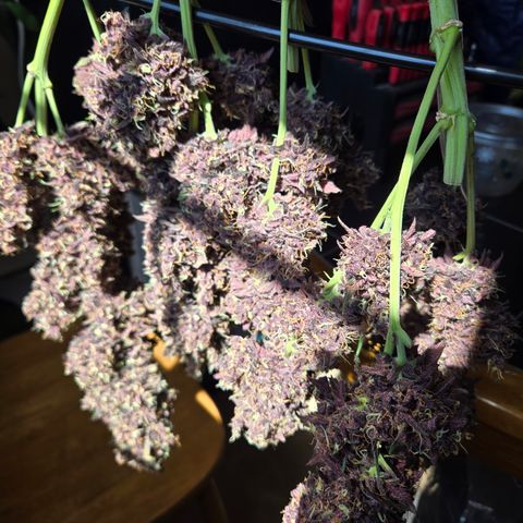 Midnight Express Auto growlog timeline photo
