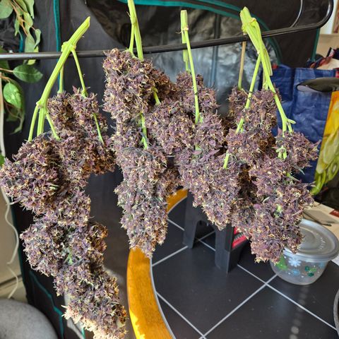 Midnight Express Auto growlog timeline photo