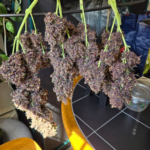 Midnight Express Auto growlog timeline photo