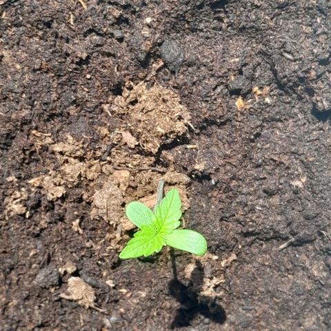 Gorilla Glue Auto growlog timeline photo