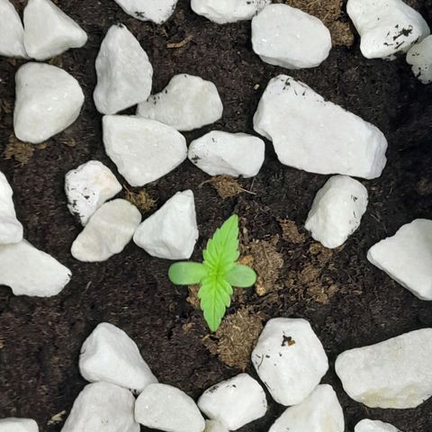 Gorilla Glue Auto growlog timeline photo