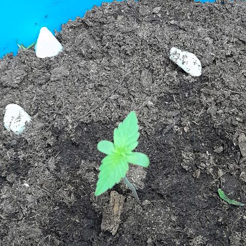 Gorilla Glue Auto growlog timeline photo