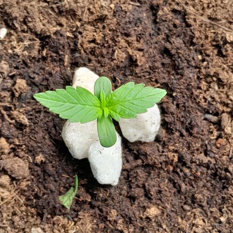 Gorilla Glue Auto growlog timeline photo