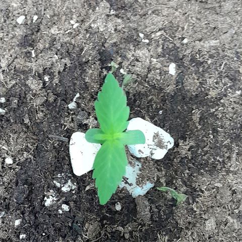 Gorilla Glue Auto growlog timeline photo