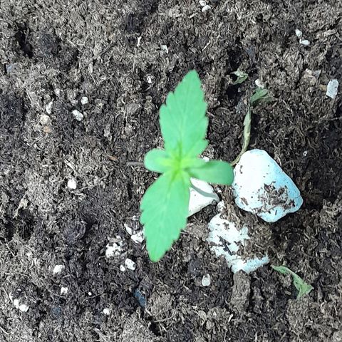 Gorilla Glue Auto growlog timeline photo