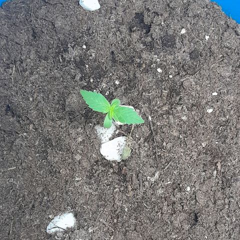 Gorilla Glue Auto growlog timeline photo