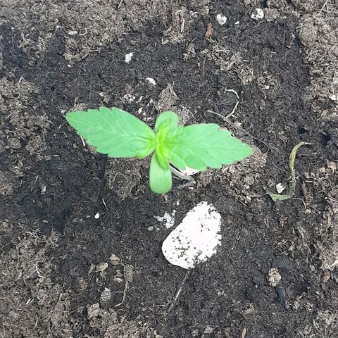 Gorilla Glue Auto growlog timeline photo