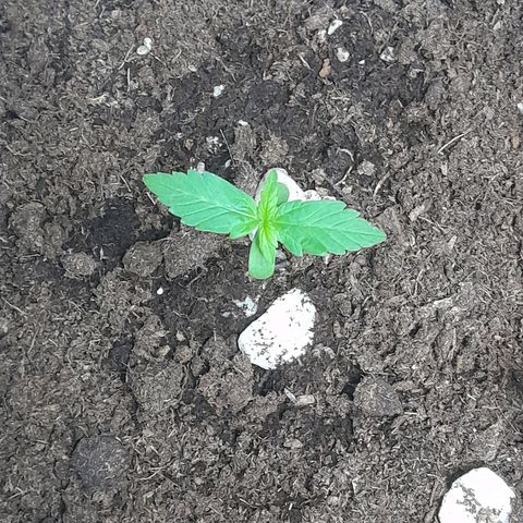 Gorilla Glue Auto growlog timeline photo