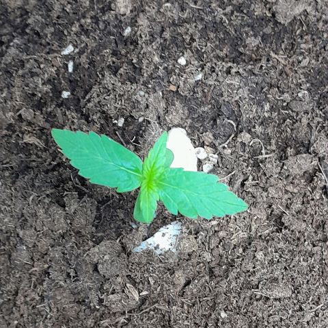 Gorilla Glue Auto growlog timeline photo