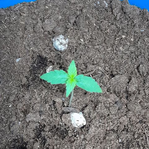 Gorilla Glue Auto growlog timeline photo