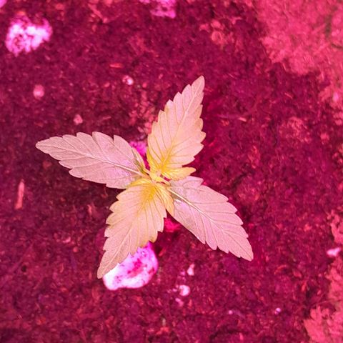 Gorilla Glue Auto growlog timeline photo