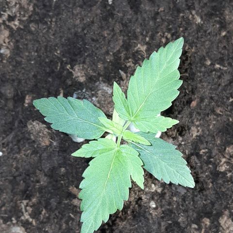 Gorilla Glue Auto growlog timeline photo