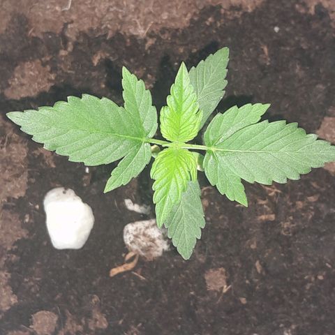 Gorilla Glue Auto growlog timeline photo