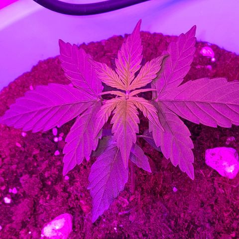 Gorilla Glue Auto growlog timeline photo
