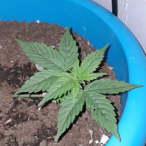 Gorilla Glue Auto growlog timeline photo