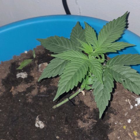 Gorilla Glue Auto growlog timeline photo