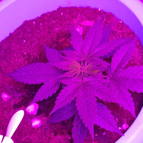Gorilla Glue Auto growlog timeline photo