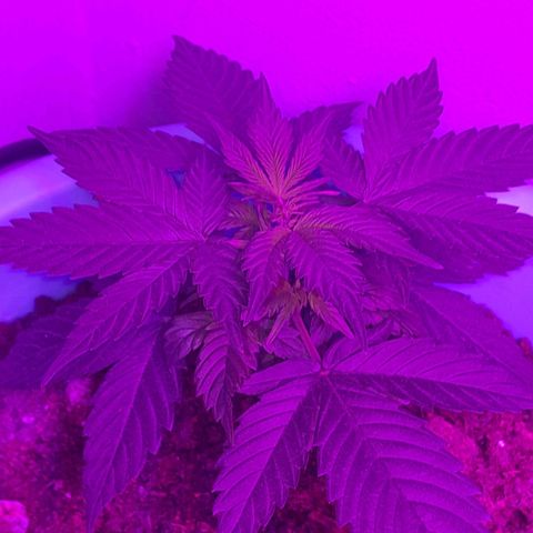 Gorilla Glue Auto growlog timeline photo