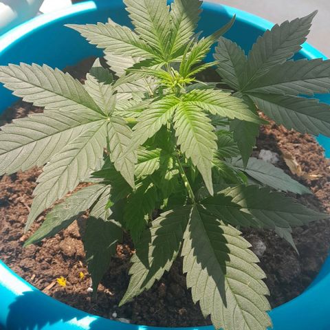 Gorilla Glue Auto growlog timeline photo