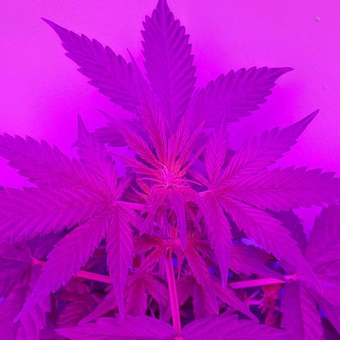 Gorilla Glue Auto growlog timeline photo