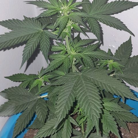 Gorilla Glue Auto growlog timeline photo