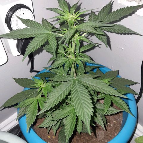 Gorilla Glue Auto growlog timeline photo
