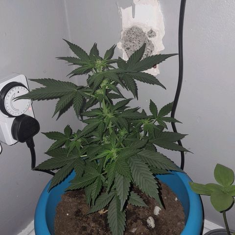 Gorilla Glue Auto growlog timeline photo