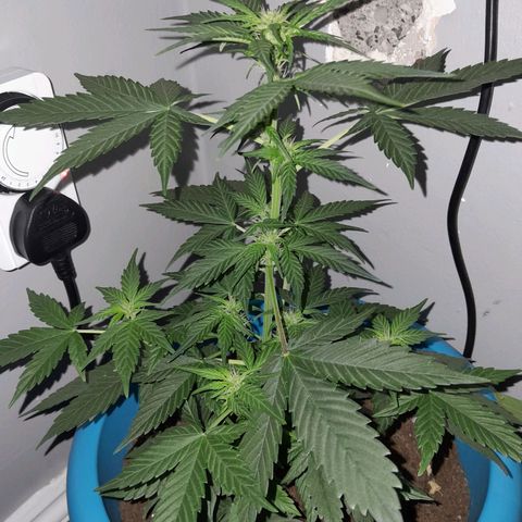 Gorilla Glue Auto growlog timeline photo