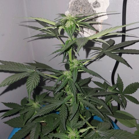 Gorilla Glue Auto growlog timeline photo