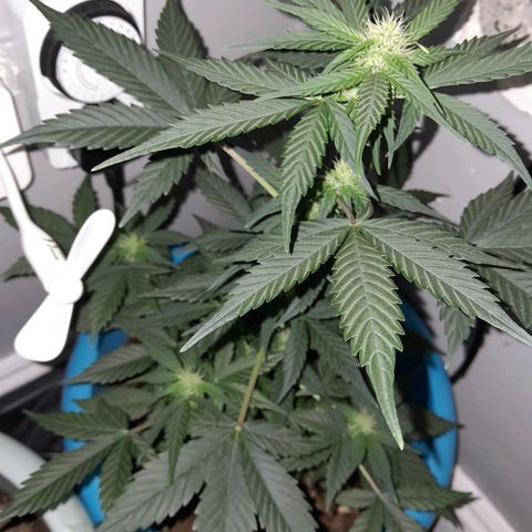 Gorilla Glue Auto growlog timeline photo