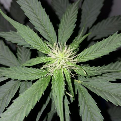 Gorilla Glue Auto growlog timeline photo