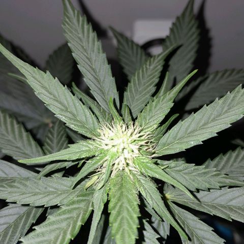 Gorilla Glue Auto growlog timeline photo
