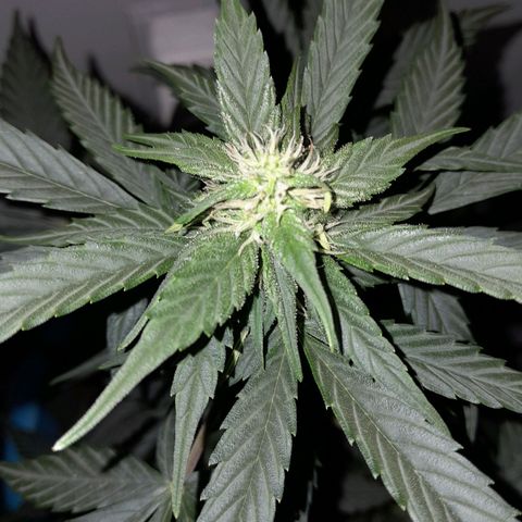 Gorilla Glue Auto growlog timeline photo