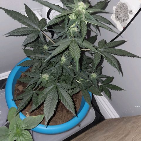 Gorilla Glue Auto growlog timeline photo