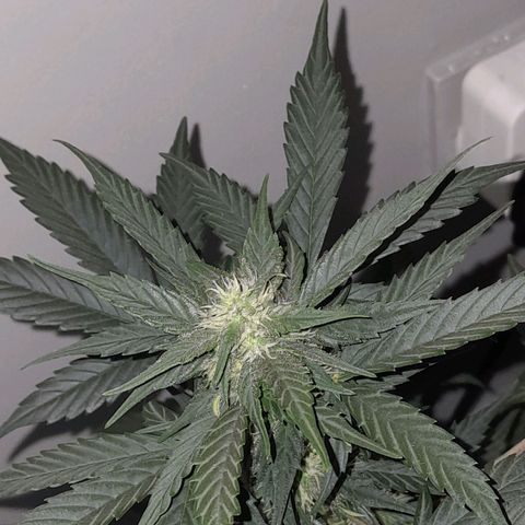 Gorilla Glue Auto growlog timeline photo