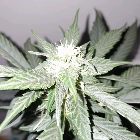 Gorilla Glue Auto growlog timeline photo
