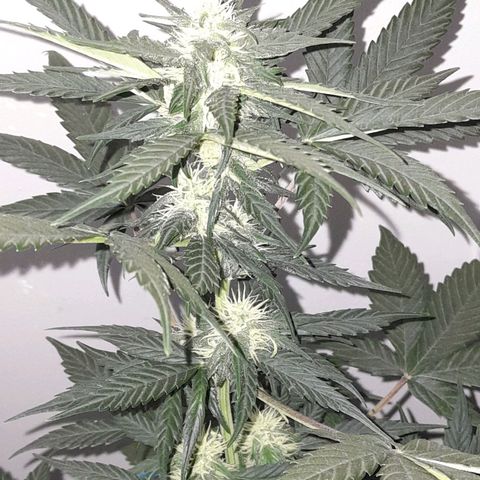 Gorilla Glue Auto growlog timeline photo