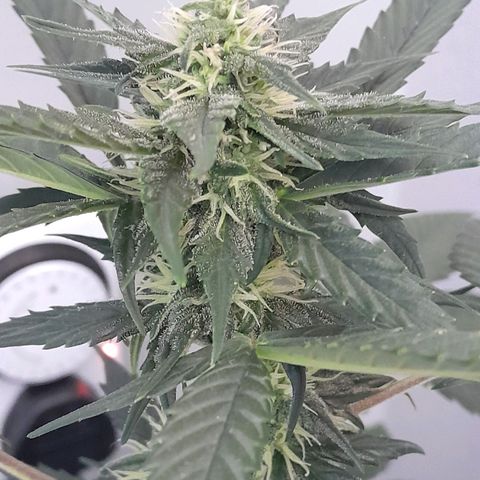 Gorilla Glue Auto growlog timeline photo