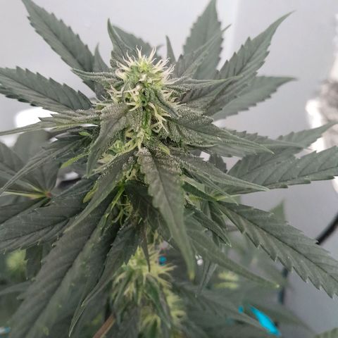 Gorilla Glue Auto growlog timeline photo
