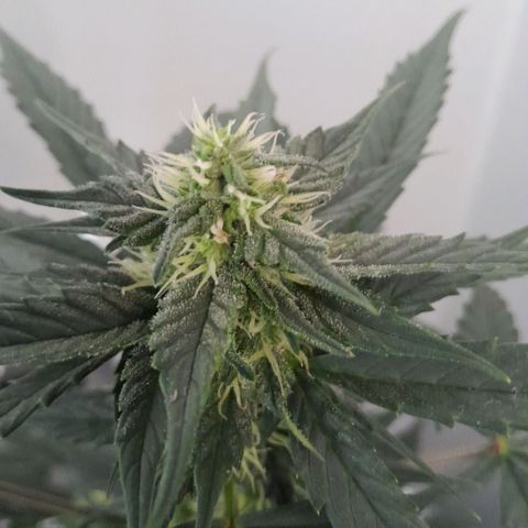 Gorilla Glue Auto growlog timeline photo