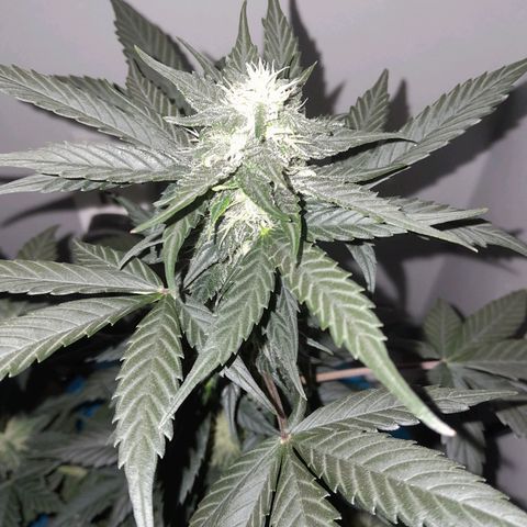 Gorilla Glue Auto growlog timeline photo