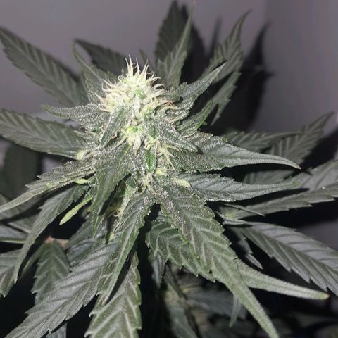 Gorilla Glue Auto growlog timeline photo