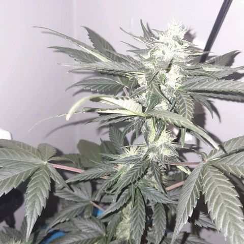 Gorilla Glue Auto growlog timeline photo