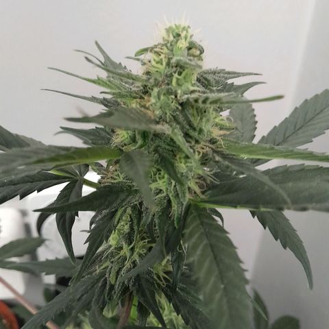 Gorilla Glue Auto growlog timeline photo