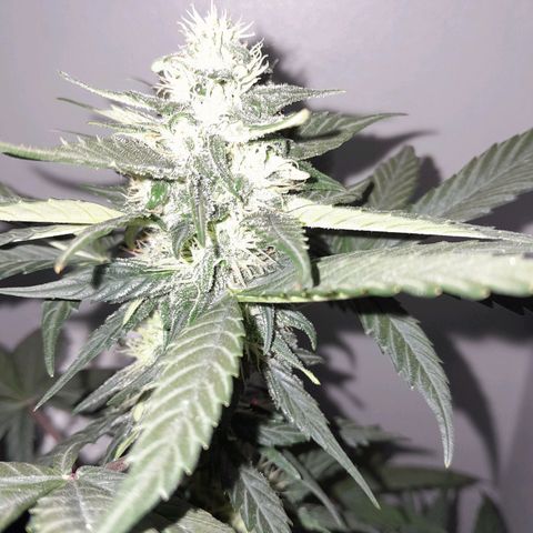 Gorilla Glue Auto growlog timeline photo
