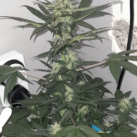 Gorilla Glue Auto growlog timeline photo