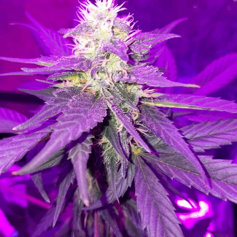 Gorilla Glue Auto growlog timeline photo