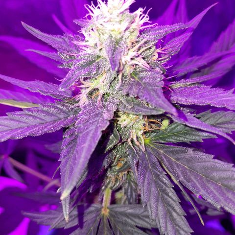 Gorilla Glue Auto growlog timeline photo