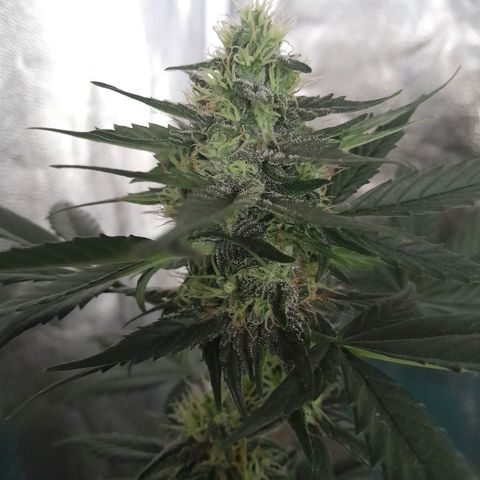 Gorilla Glue Auto growlog timeline photo