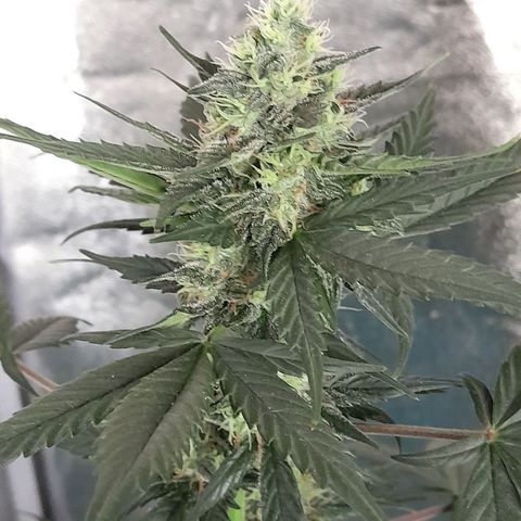 Gorilla Glue Auto growlog timeline photo
